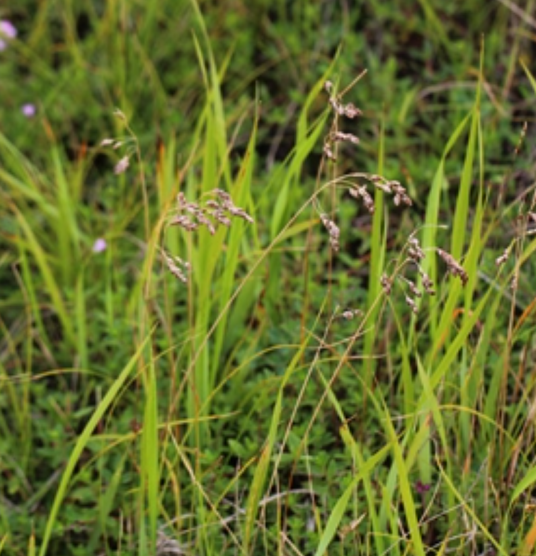 茅香（禾本科茅香属植物）