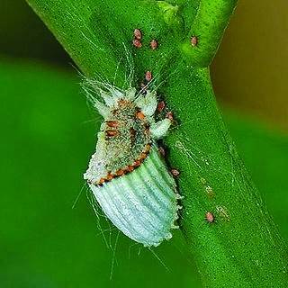 以虫治虫（生物防治技术）