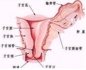 先天性卵巢发育不全症