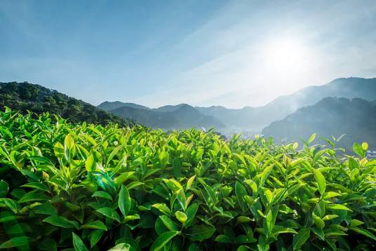 茶（山茶科山茶属植物）