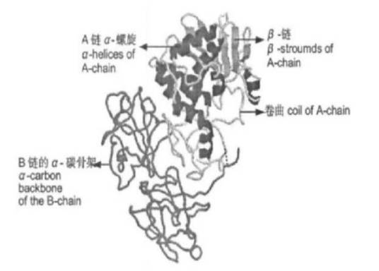 蓖麻毒蛋白