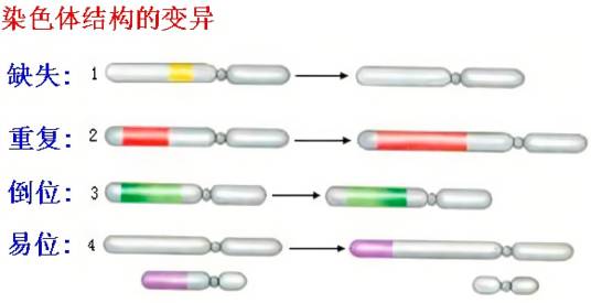 染色体结构变异