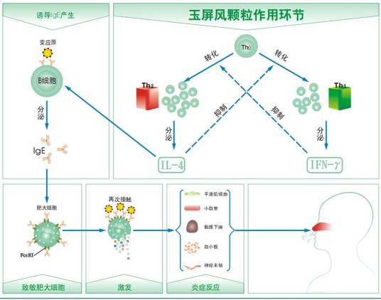 中药免疫调节剂