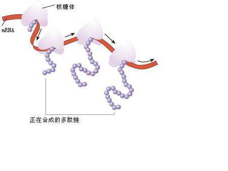 聚核糖体