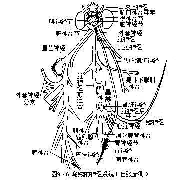 轮虫动物门