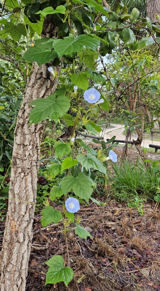 牵牛（旋花科番薯属植物）