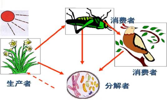 生态系统信息传输