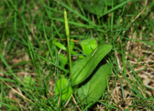 瓶尔小草（瓶尔小草科瓶尔小草属植物）