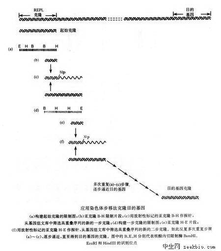 分子杂交