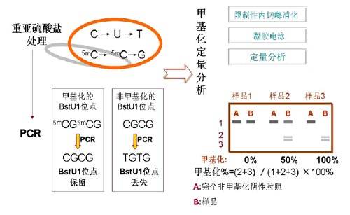 DNA限制性内切酶酶切