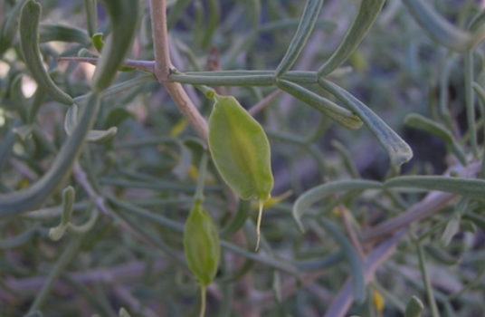 霸王（蒺藜科驼蹄瓣属植物）