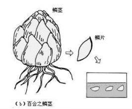 分生繁殖