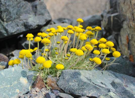 天山小甘菊