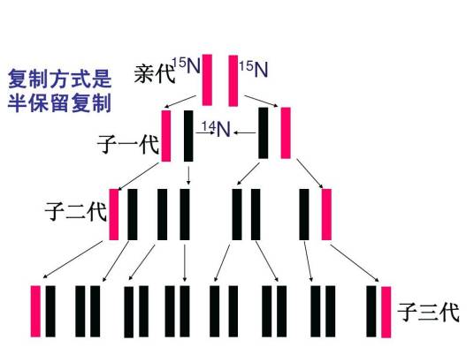 DNA半保留复制