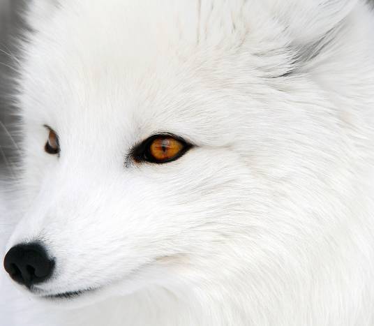 Arctic Fox