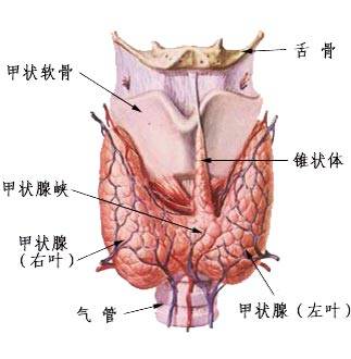 甲状腺多发结节