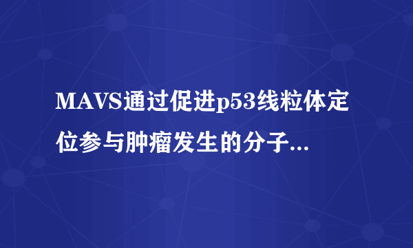 MAVS通过促进p53线粒体定位参与肿瘤发生的分子机制研究