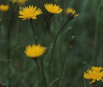 新疆山柳菊