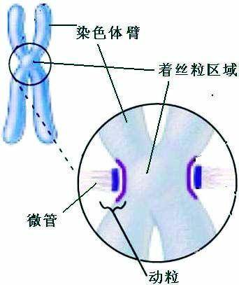 着丝粒