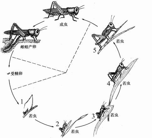 不完全变态发育