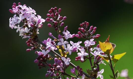 青海丁香花