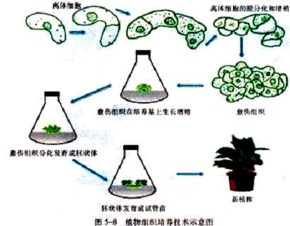 植物组培技术