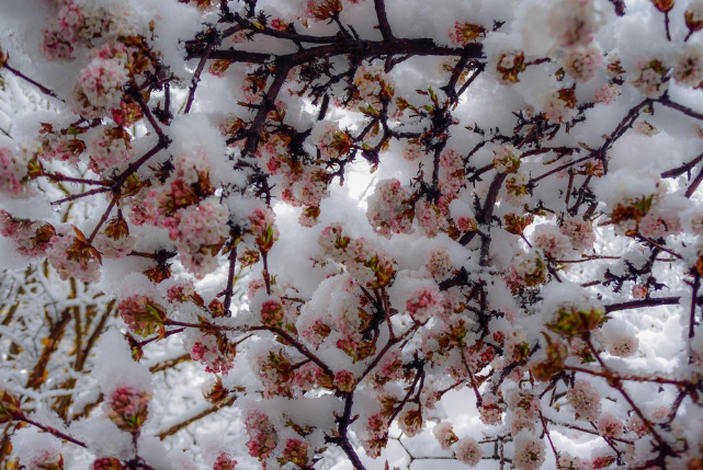 3月桃花雪什么意思