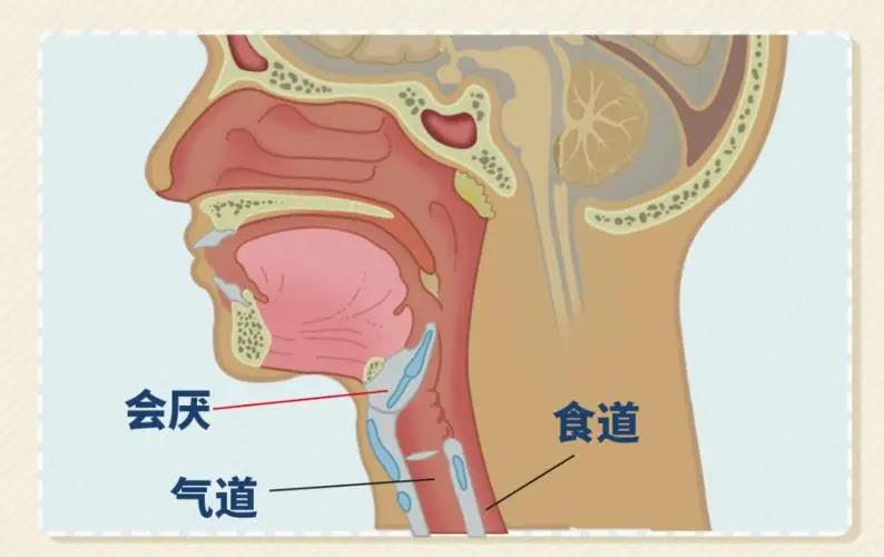 喉咙的意思