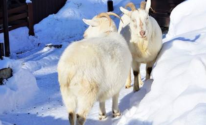 小山羊在雪地里的脚印像什么?