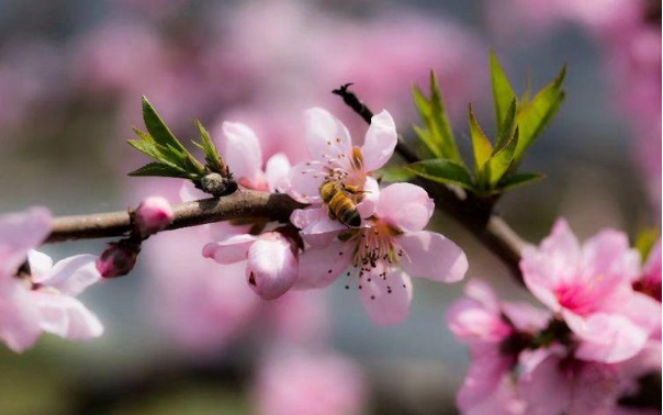 “又是一年芳草绿”出自哪首诗？全诗是什么？