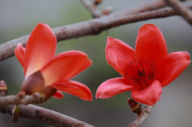 广州的市花是什么花？