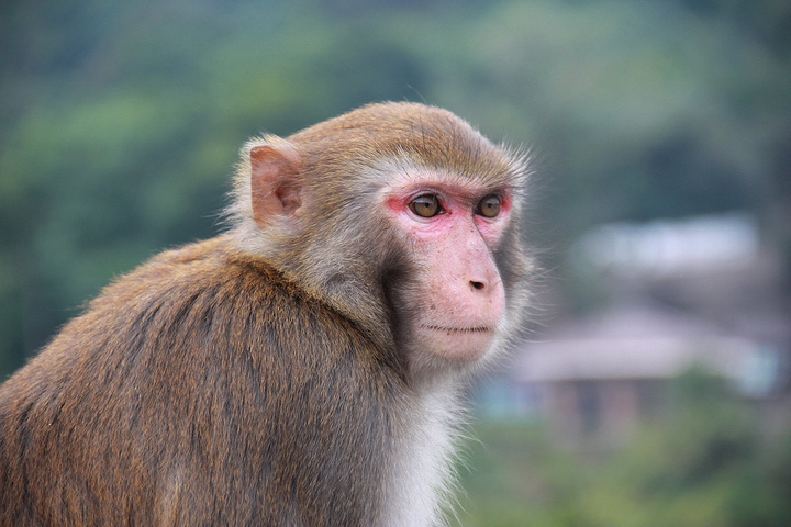 张家界的猴子咬烂游客兜里牛奶猛喝，外出旅行时该怎样避免遇到猖狂的猴子？