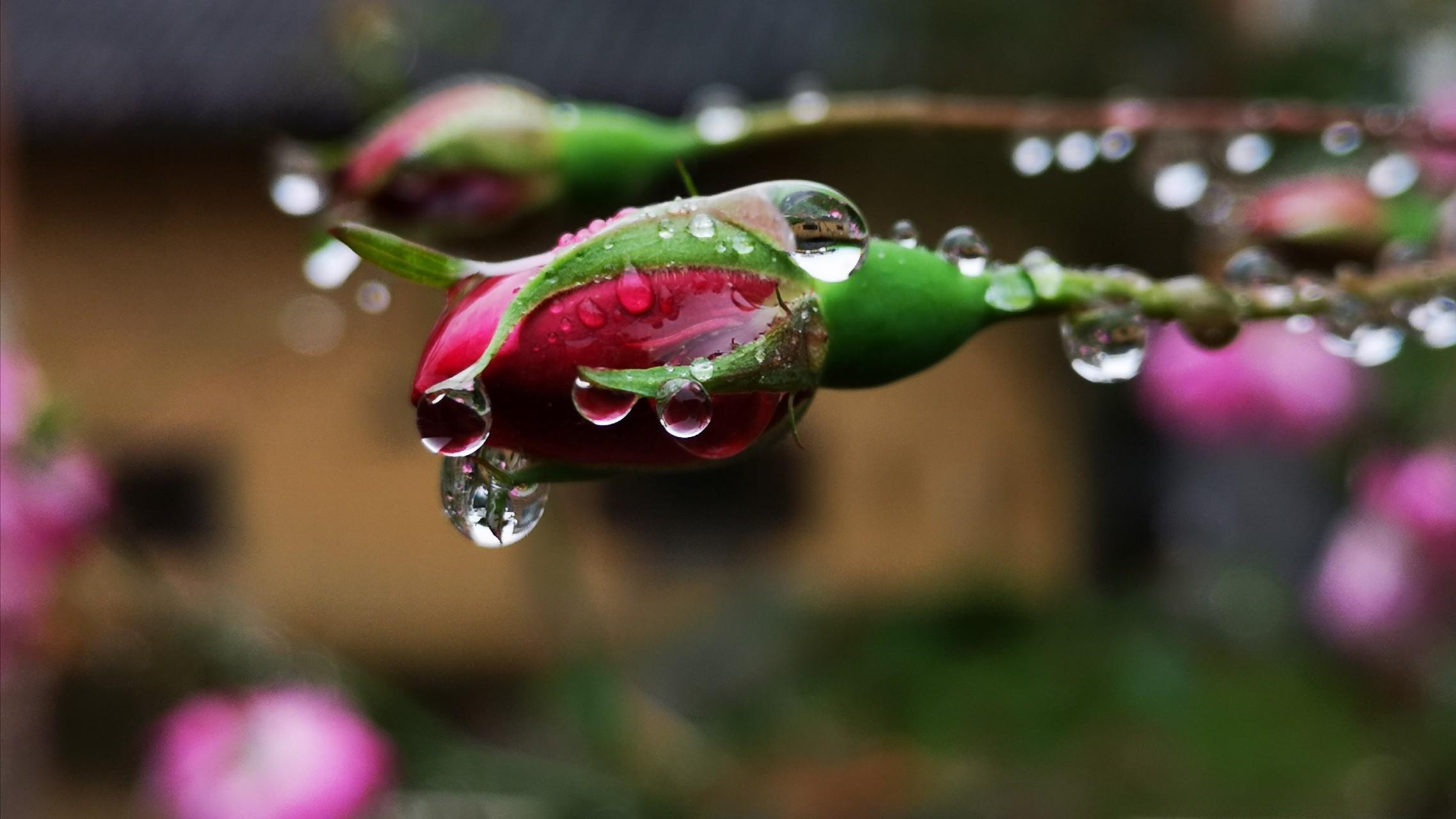 春雨像什么像什么