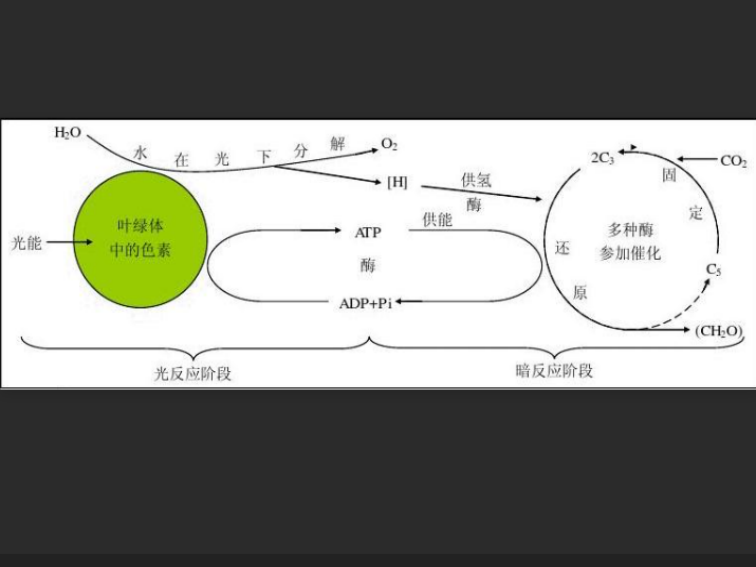 光合作用和呼吸作用