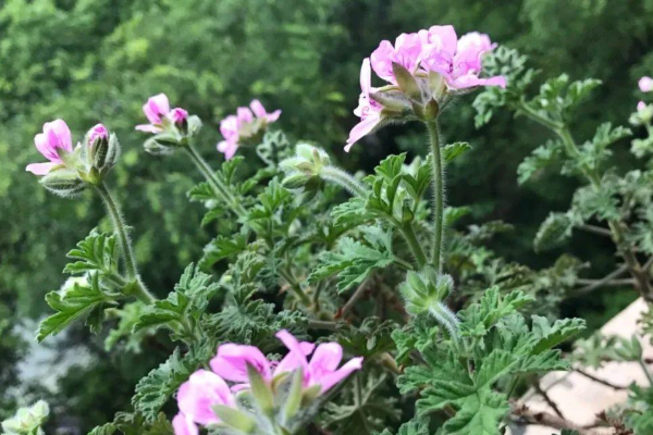 蚊子最怕什么植物