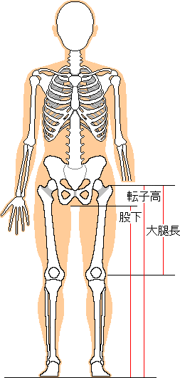 会阴高的介绍