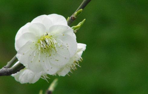 白梅花和玫瑰花各3克泡水喝治结节吗?