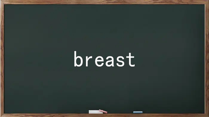 breast是什么意思