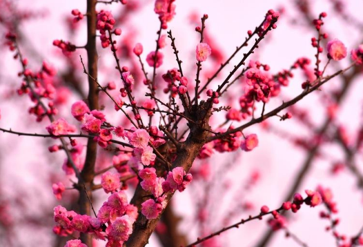 代表春夏秋冬的是哪四种花？