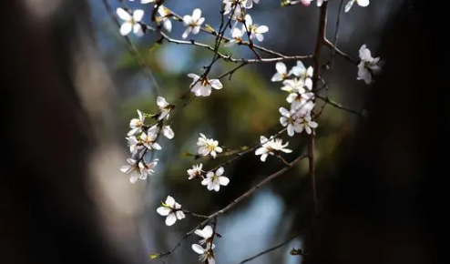 风花雪月是什么意思