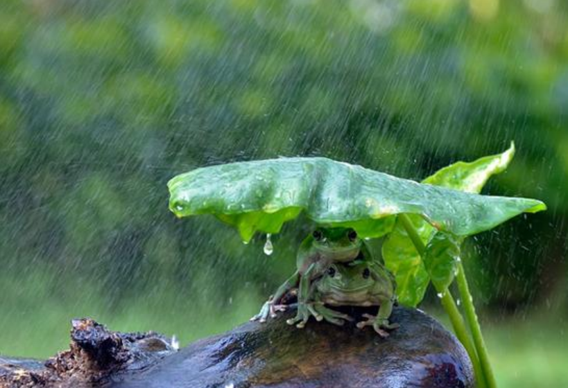 避雨的意思