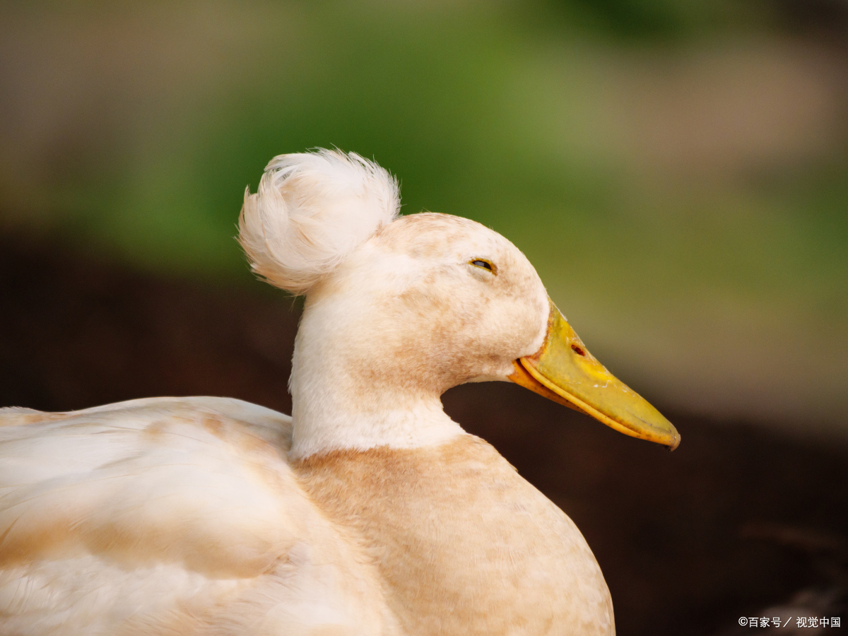 duck是什么意思