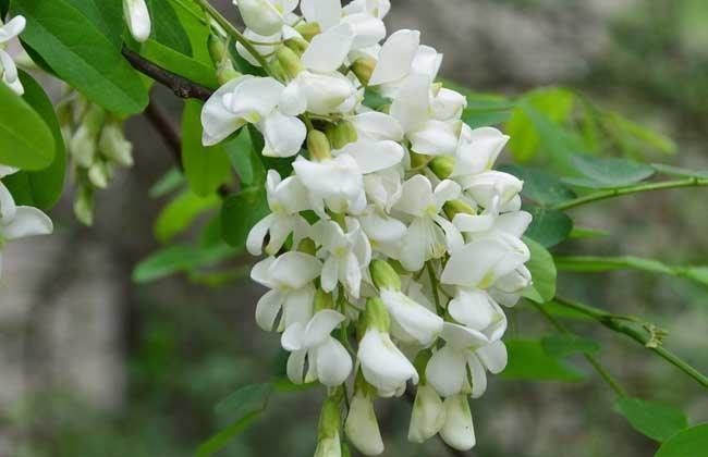 槐花什么季节开花？