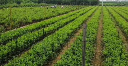 金银花种植技术与栽培管理