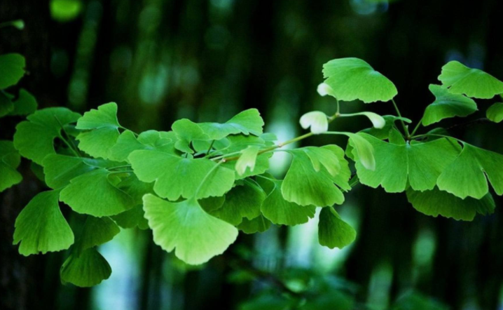 如何保护植物？