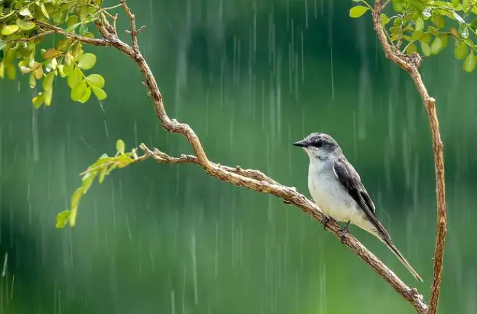 避雨的意思