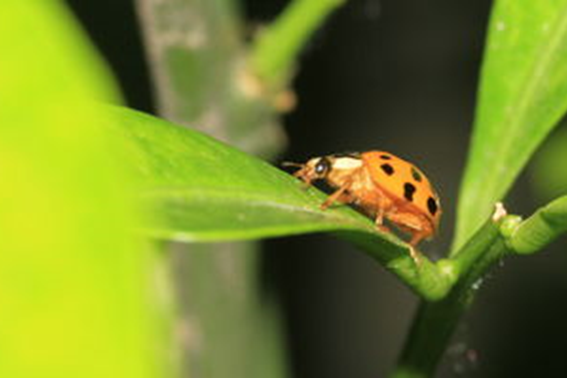 虫字的笔顺怎么写