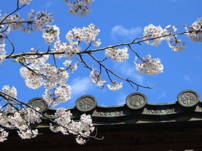 日本的国花是什么花？