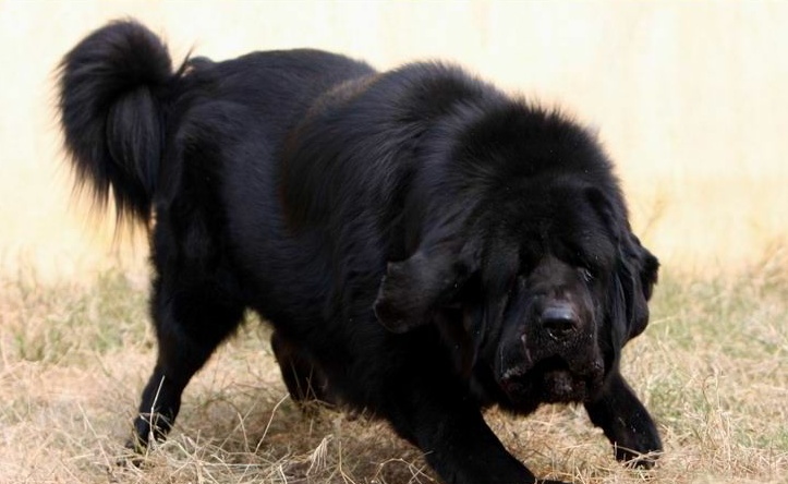 中华犬的中国冠毛犬