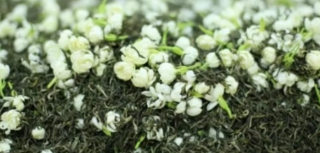 茉莉花茶是绿茶吗？